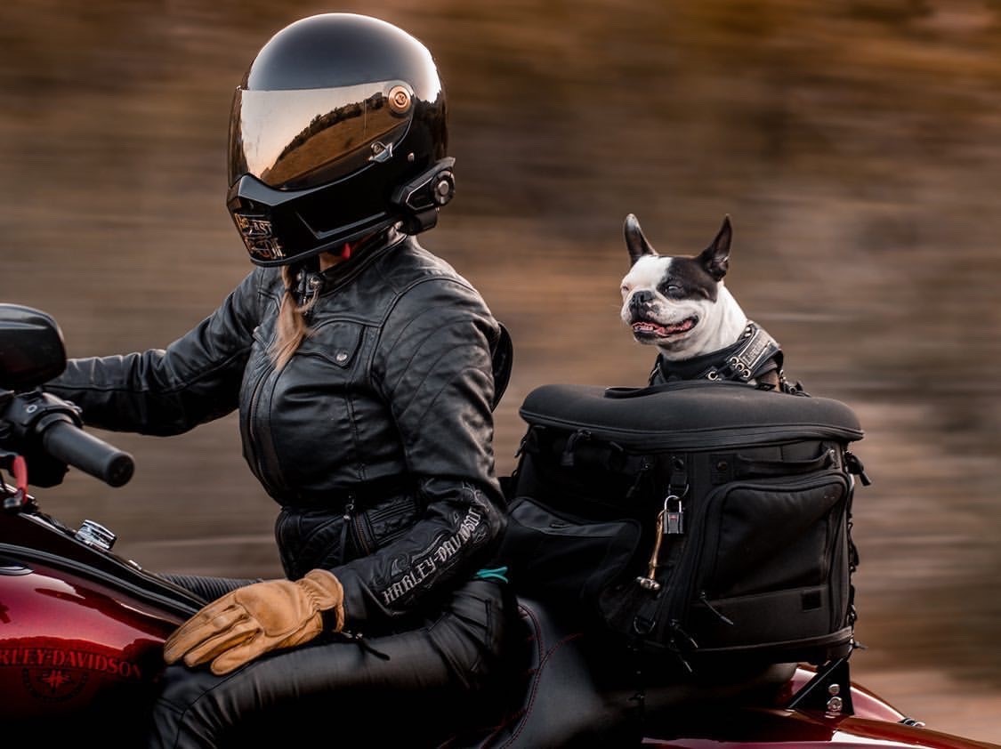 The Legal History of Dogs On Motorcycles & Cricket The Boston Terrier in 2020